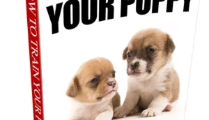 Cão e pets