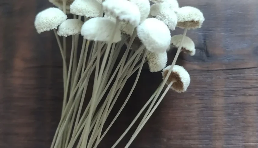 Botão Branco Desidratado - Maço com 30 Unidades