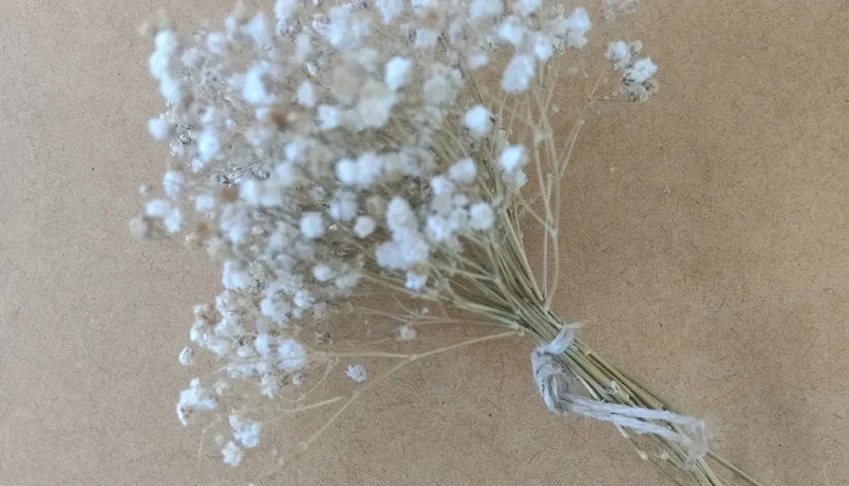 Buque Gypsophila desidratada