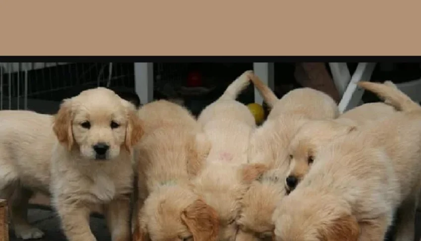 Alimentos Caseiros Para Animais