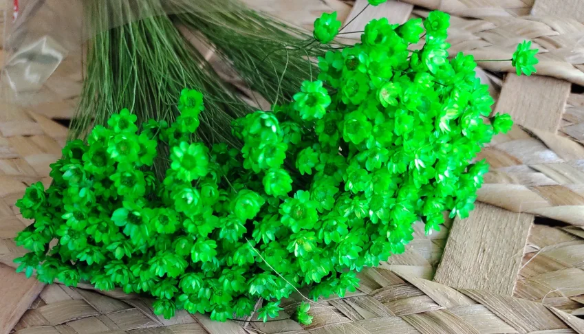 Sempre-viva Seca Verde Limão - Maço 100 a 150 Unidades