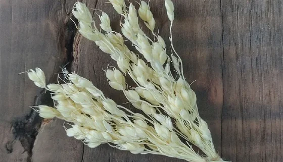 Mini Buquê de Sorgo 10 cm - Kit com 10 Unidades