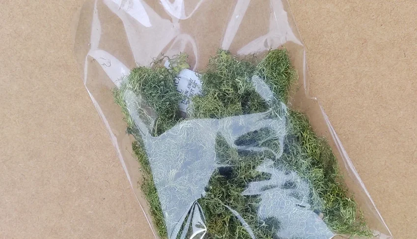 Musgo Ecológico Verde Seco - Pacote de 10 g