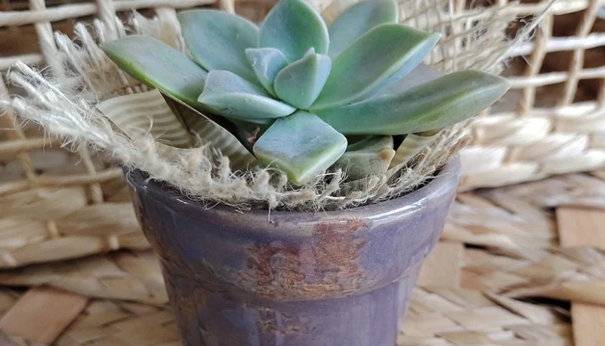 Vaso de Cerâmica para Mini Suculenta - Cores
