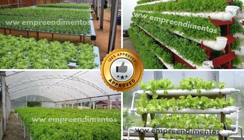 Projeto Horta Organica E Hidroponica em Casa