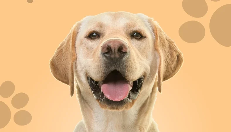 Nutrição Canina
