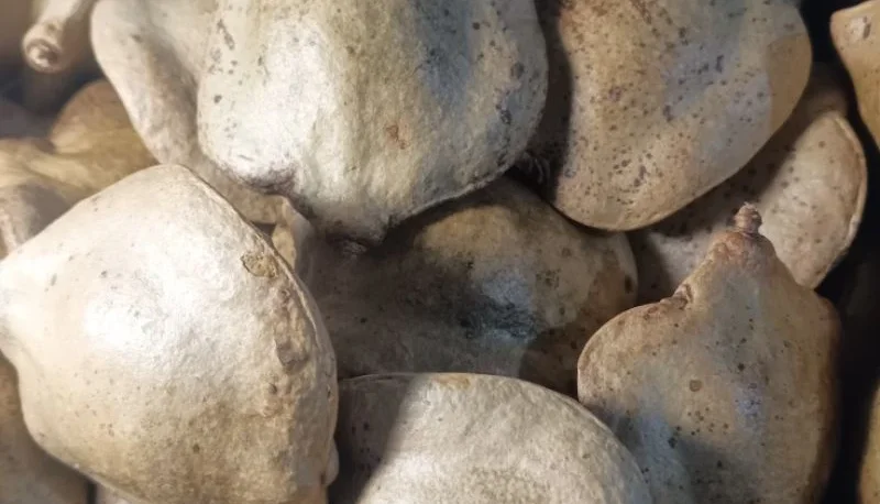 Pacote com 7 Frutos Secos Fechados de Jacarandá