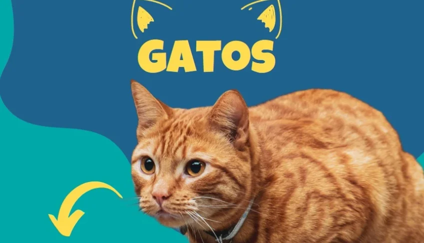 Curiosidades Sobre os Gatos