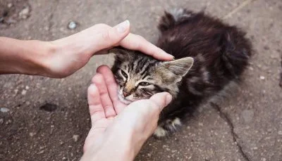 Faça sua doação aqui para ajudar os animais de Londrina/PR