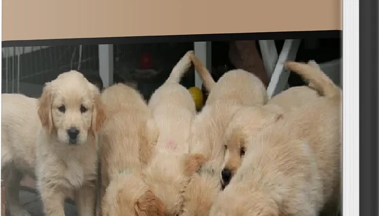 Food for Dog