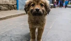 Ajude Os Dog Da Rua - Sergipe