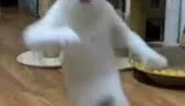 Vídeos de Pets Dançando