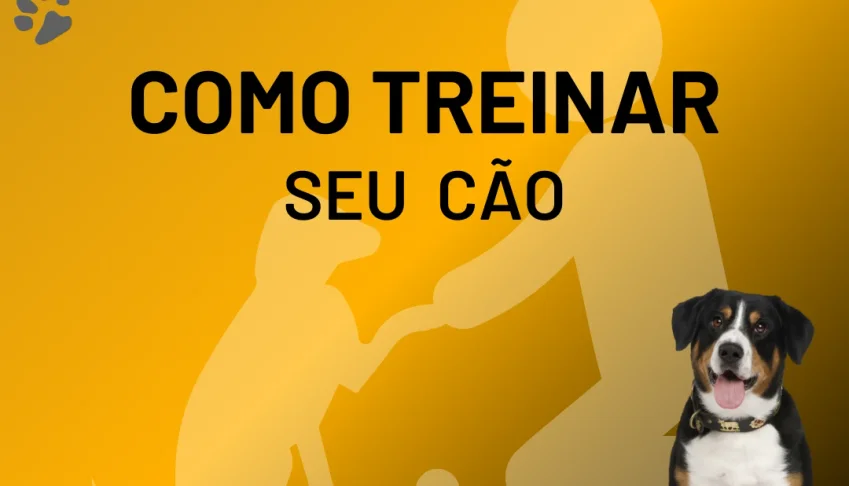 Como Treinar Seu Cão