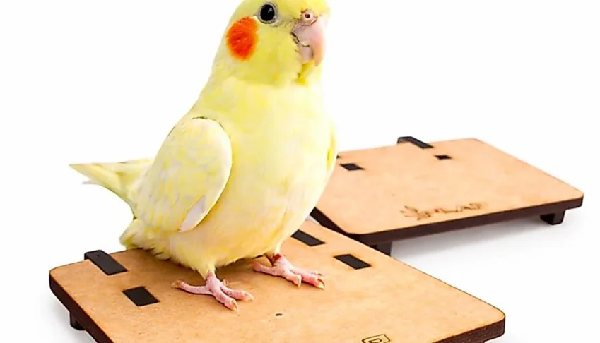 Plataforma para Calopsita e Periquito - Flap Pet