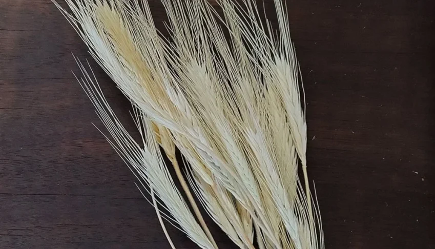 Mini Trigo para Convites - Maço com 12 Hastes