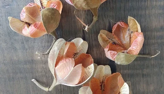 Rosa de Tefé (pacote com 10 unidades)