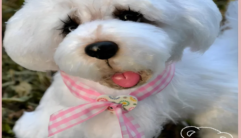 Receita em PDF - Cachorro Poodle Amigurumi