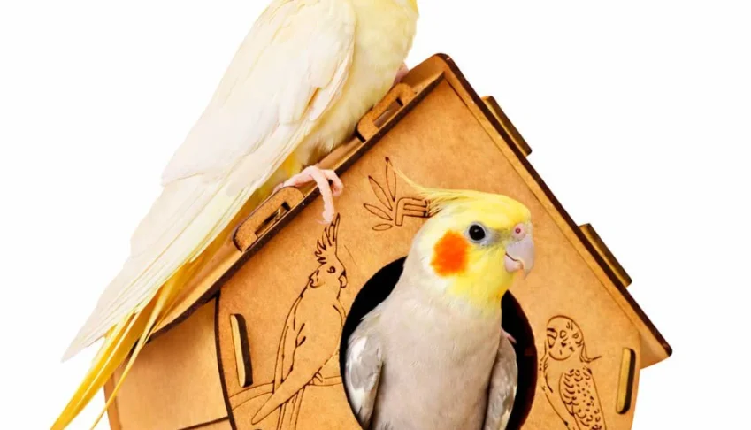 Casinha para Calopsita, Periquito e Agapornis - Flap Pet