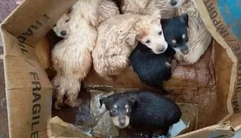 Doação 🐾
