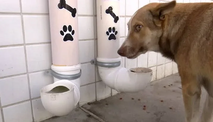 Doação comida para cães