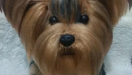 Cachorrinho Yorkshire - Amigurumi De Crochê