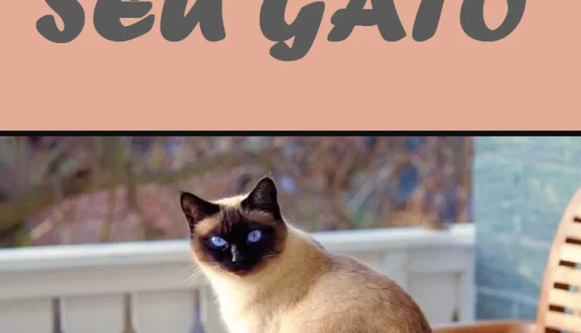 Tutorial: Como treinar seu gato.