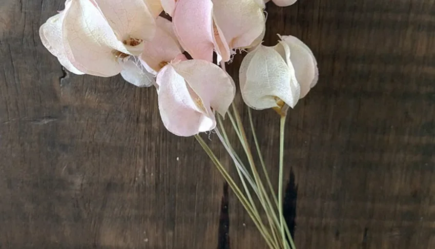 Haste Bougainville - Rosa Bebê