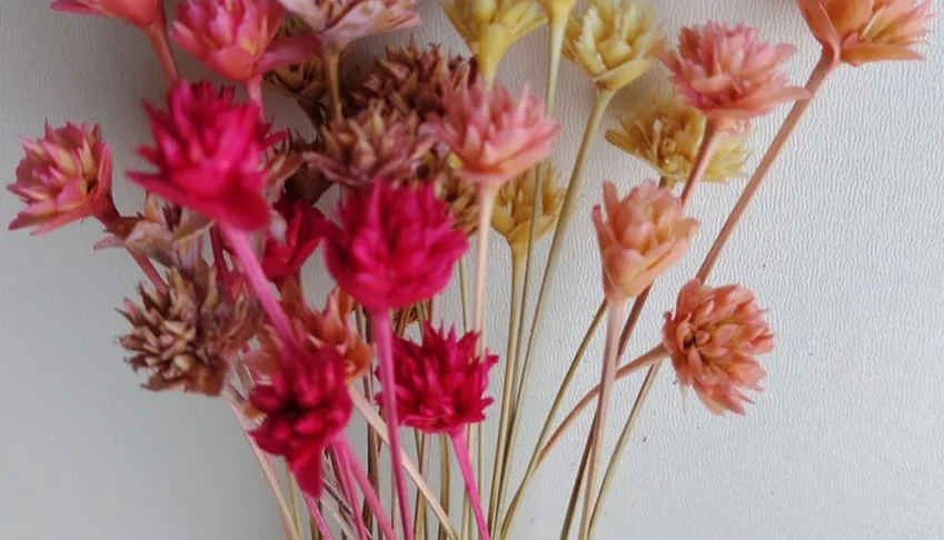 Flores Secas: Espeta Nariz com 36 unidades