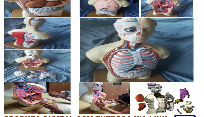 STL Para Impressão 3D - Anatomia Torso Humano