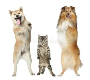 Pets Dançarinos Para Retenção Em Anúncios