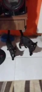 Doação