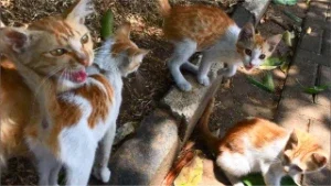 Doação(comida para gatos)