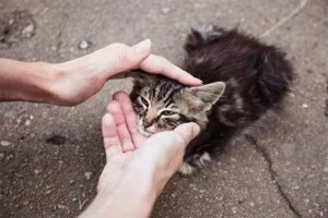 Faça sua doação aqui para ajudar os animais de Londrina/PR