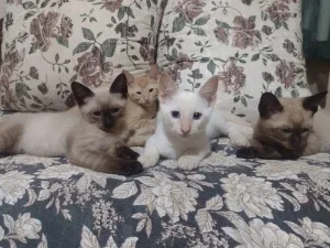 Doe e pague a ração dos meus gatinhos