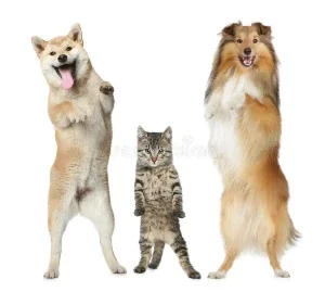 Pets Dançarinos para anuncios 1.8Gb