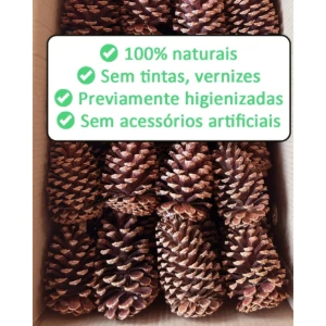 Kit com 20 Pinhas Naturais da Serra Gaúcha - Artesanato e Personalizados