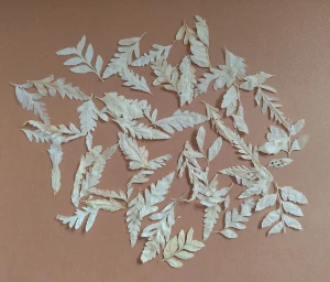 Samambaia Desidratadas - Renda Portuguesa - Artesanato e Personalizados
