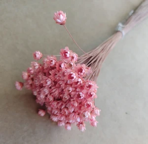 Flores Secas - Sempre Viva (maço com 200 florzinhas) - Artesanato e Personalizados