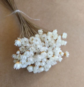 Flores Secas - Sempre Viva (maço com 200 florzinhas) - Artesanato e Personalizados