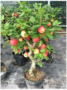 Como Plantar Maça Em Jarros Na Sua Casa