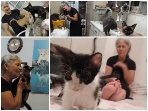 Apoio para meus amados animais de rua - Doações