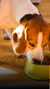 Cada Doação É Revertida Em Ração Para Cães E Gatos - Donations