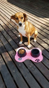 Tapete Pet em Crochê - Artesanato e Personalizados