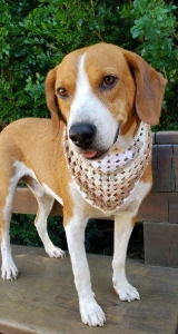 Bandana Pet em Crochê - Artesanato e Personalizados