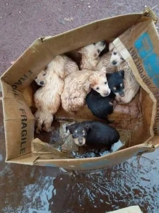 Doação 🐾 - Donations