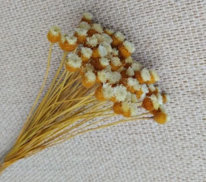 Flor Seca Jazida Natural - Maço com 35 Hastes - Artesanato e Personalizados