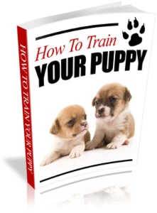 Cão e pets - Courses and Programs