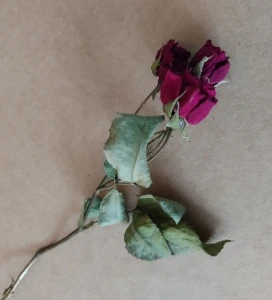 Mini rosas desidratadas - vermelhas - Artesanato e Personalizados