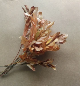 Ruscus Desidratados - Envelhecidos em tons de terracota - Artesanato e Personalizados