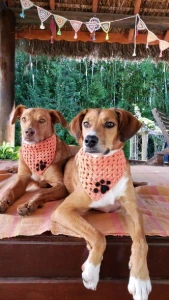 Bandana Pet em Crochê - Artesanato e Personalizados